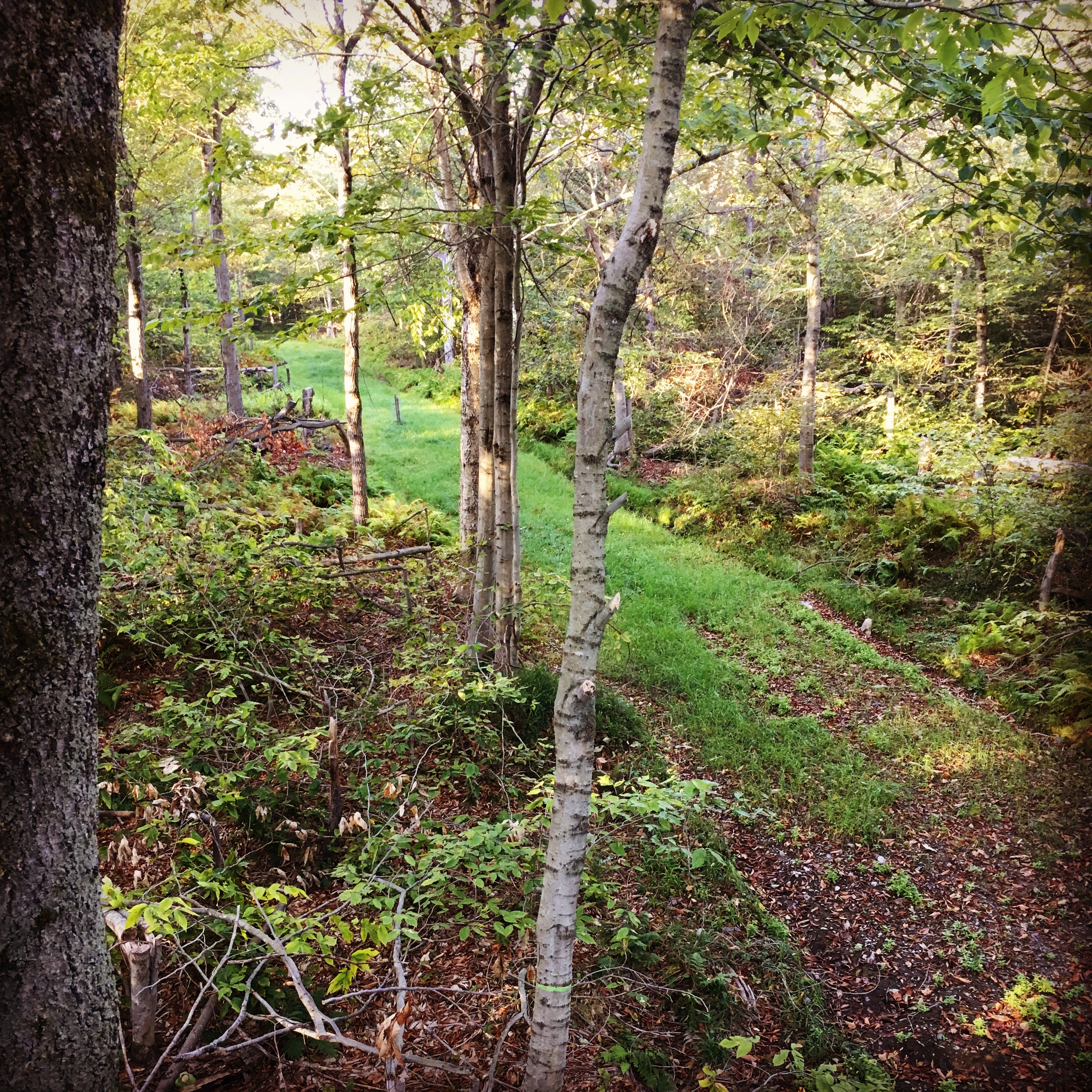 Food Plots